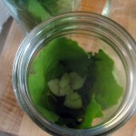 Grape leaves and Garlic Grape leaves and Garlic