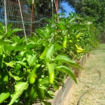 Peppers Ready to Pick and Can Peppers Ready to Pick and Can