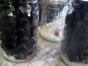 Filling the Prepped Jars Filling the Prepped Jars
