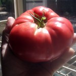 First Red Tomatoes First Red Tomatoes