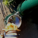 Doggy Water Fountain Out Front Doggy Water Fountain Out Front