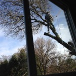 the guy wokring form the tree
