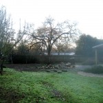 after, from the side yard