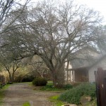 from the driveway, before 