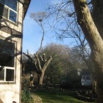 from the side yard