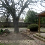 oak-tree-down-6