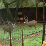 Some of the Dozen or Deer so who hang